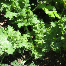 Siberiankale