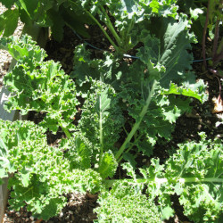 VatesBluekale