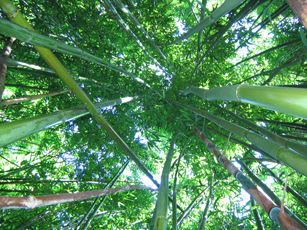 bamboo