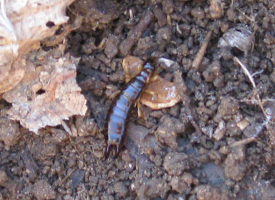 earwig