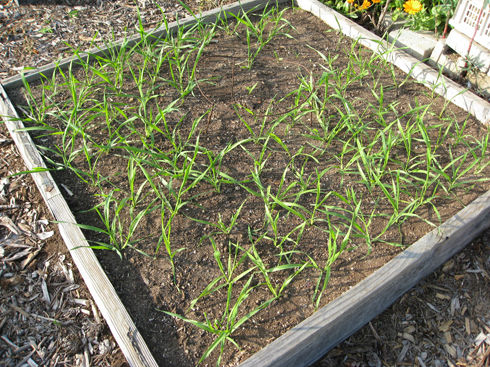 triticale