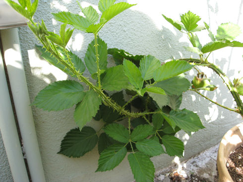 blackberrybush