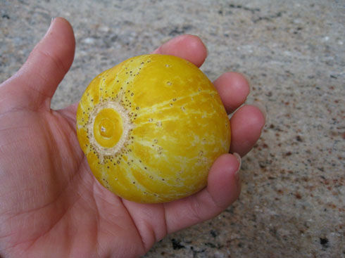 lemmoncucumber