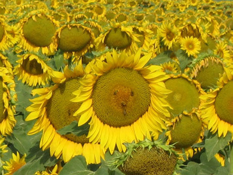 Sunflowers1