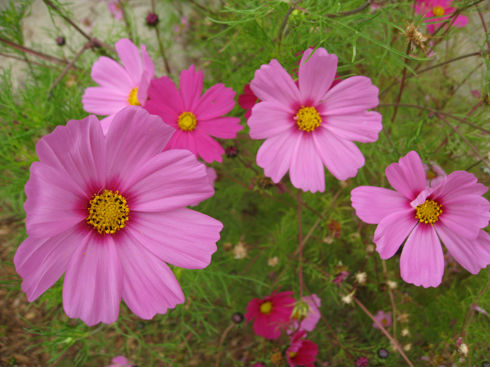 cosmos