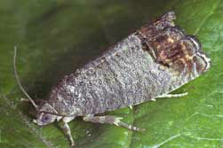 codlingmoth