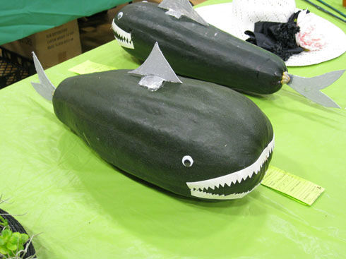 zuccinisharks
