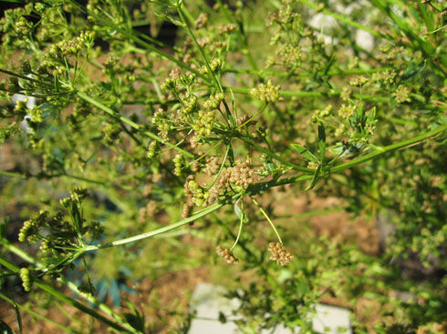 celeryseedmaturing
