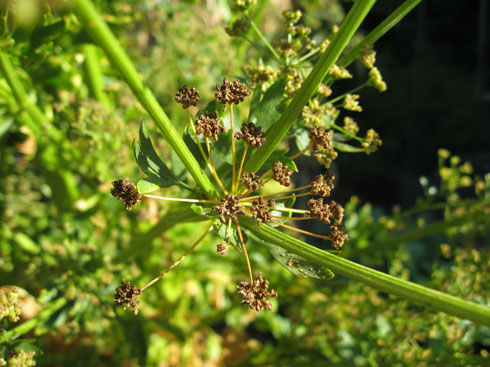 matureceleryseed