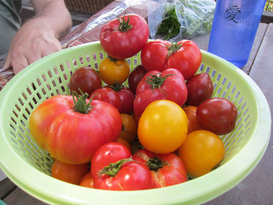 theirtomatoes