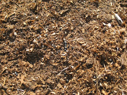 biocharinsoil