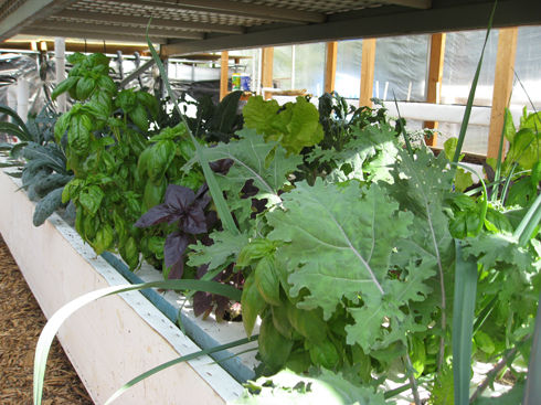 EVOFarmveggies