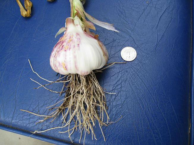garlic