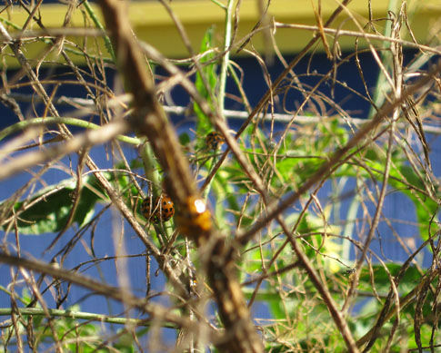 ladybugsonasparagus