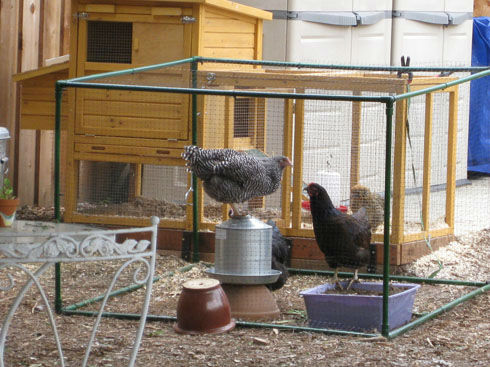 chickenonthewater