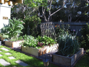 Kaplan garden grown1