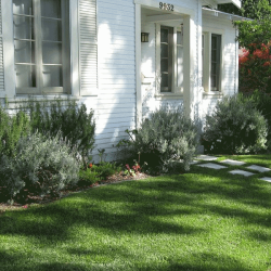 Carmichael Garden - Before