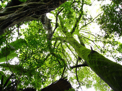 Mossytrees1