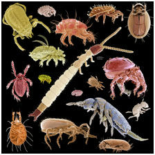 soilfoodweb1