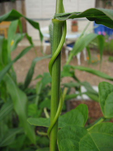 beansclimbing