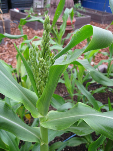 corntasseling
