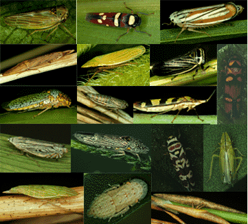 leafhopper