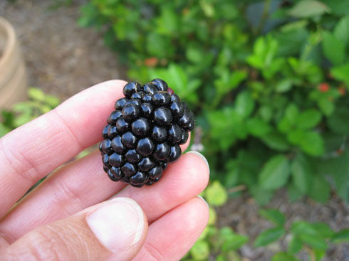 ripeblackberry