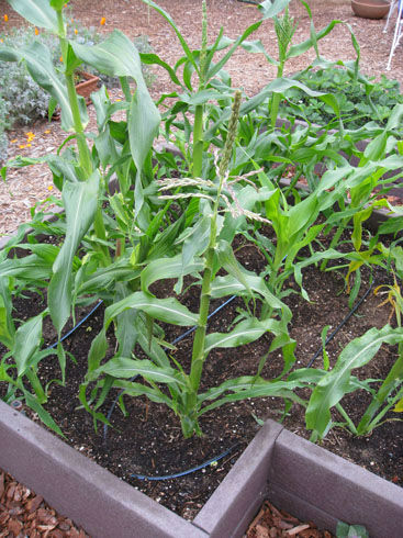 shortcorn