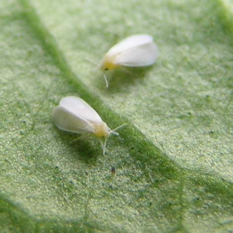 whiteflies