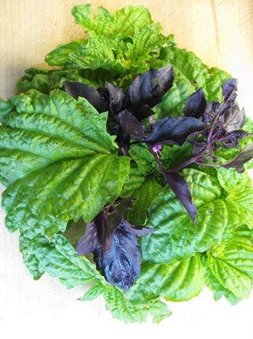 lettuceleafbasil