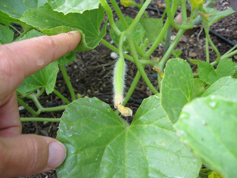 Armeniancucumberfruit