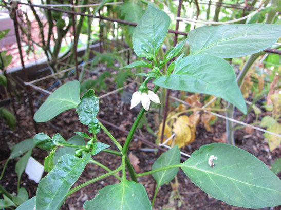 Poblanopepperflower