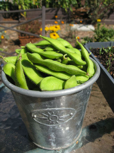 edamameharvest