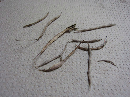 kaleseedpods