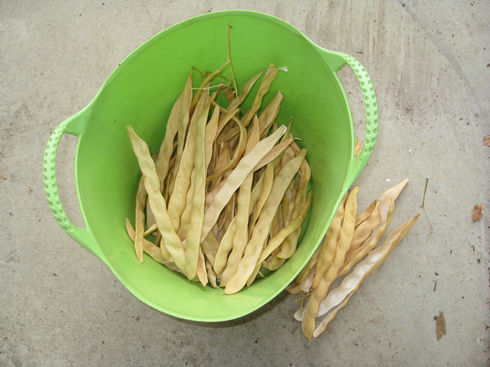 driedromanobeans