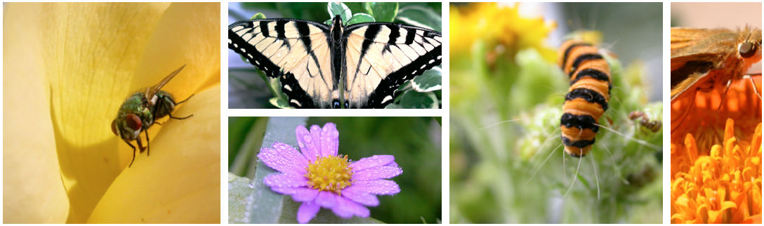 flowerbugcollage