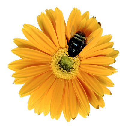 flowerwithbee