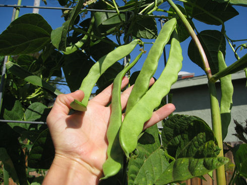 freshromanobeans