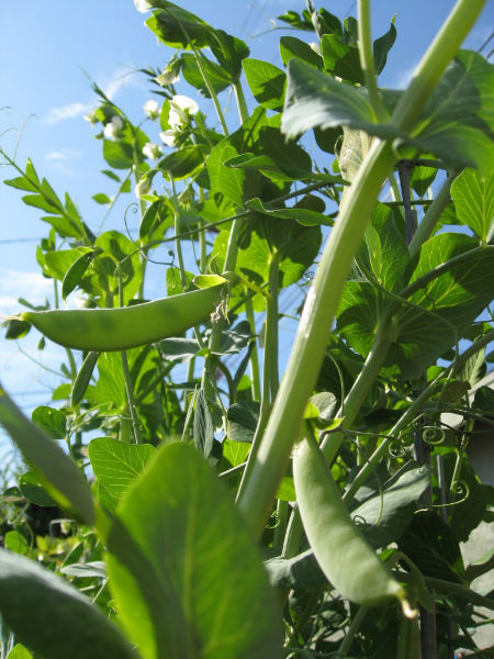 Tasty peas growing on the vine