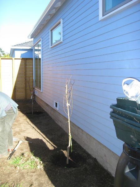 Bare root fruit trees will bloom and grow this spring.