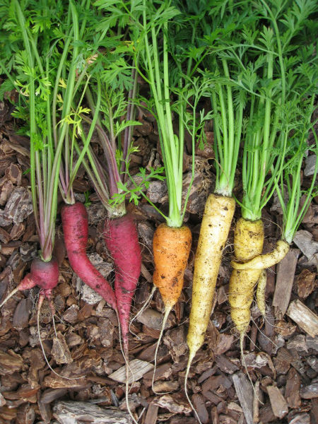 Purple, orange and yellow carrots await you