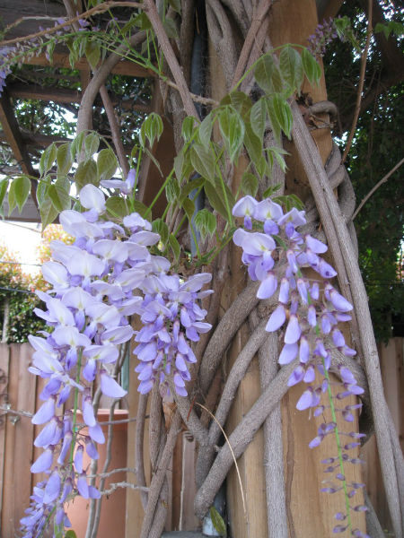 Delicate purple flowers grace the patio