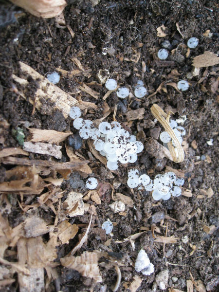 Whitish clear eggs in small piles atop the soil