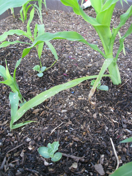 Corn and a mystery cucurbit -most likely cucumbers grow together this season. 
