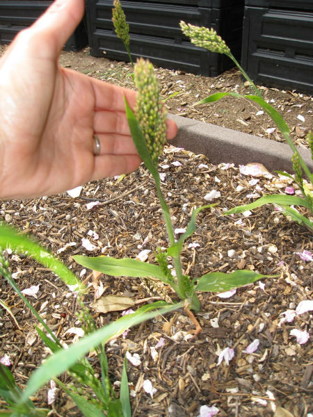 Young millet sending up a stalk of grain.
