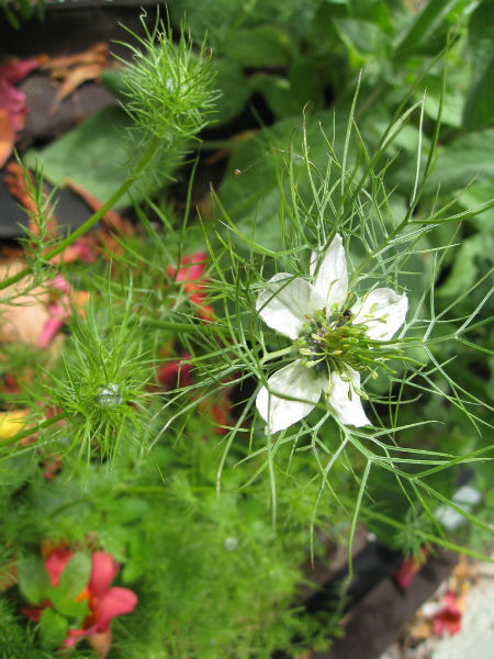 Love in a Mist sends out its first flower of the season