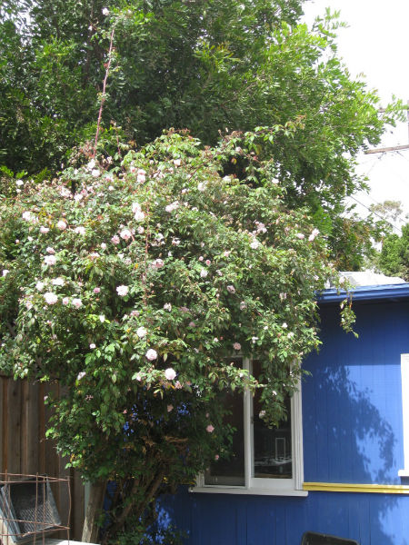 Our Cecil Brunner rose towers over the office, adding fragrance to the air