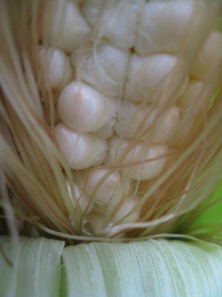 Young corn kernels not quite ready for harvest