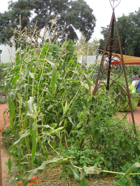Corn and bean trellises add vertical interest to the garden. 