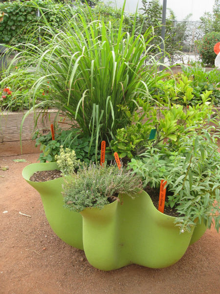 A lemon themed garden: lemon grass, lemon balm, lemon thyme and a lemon tree 